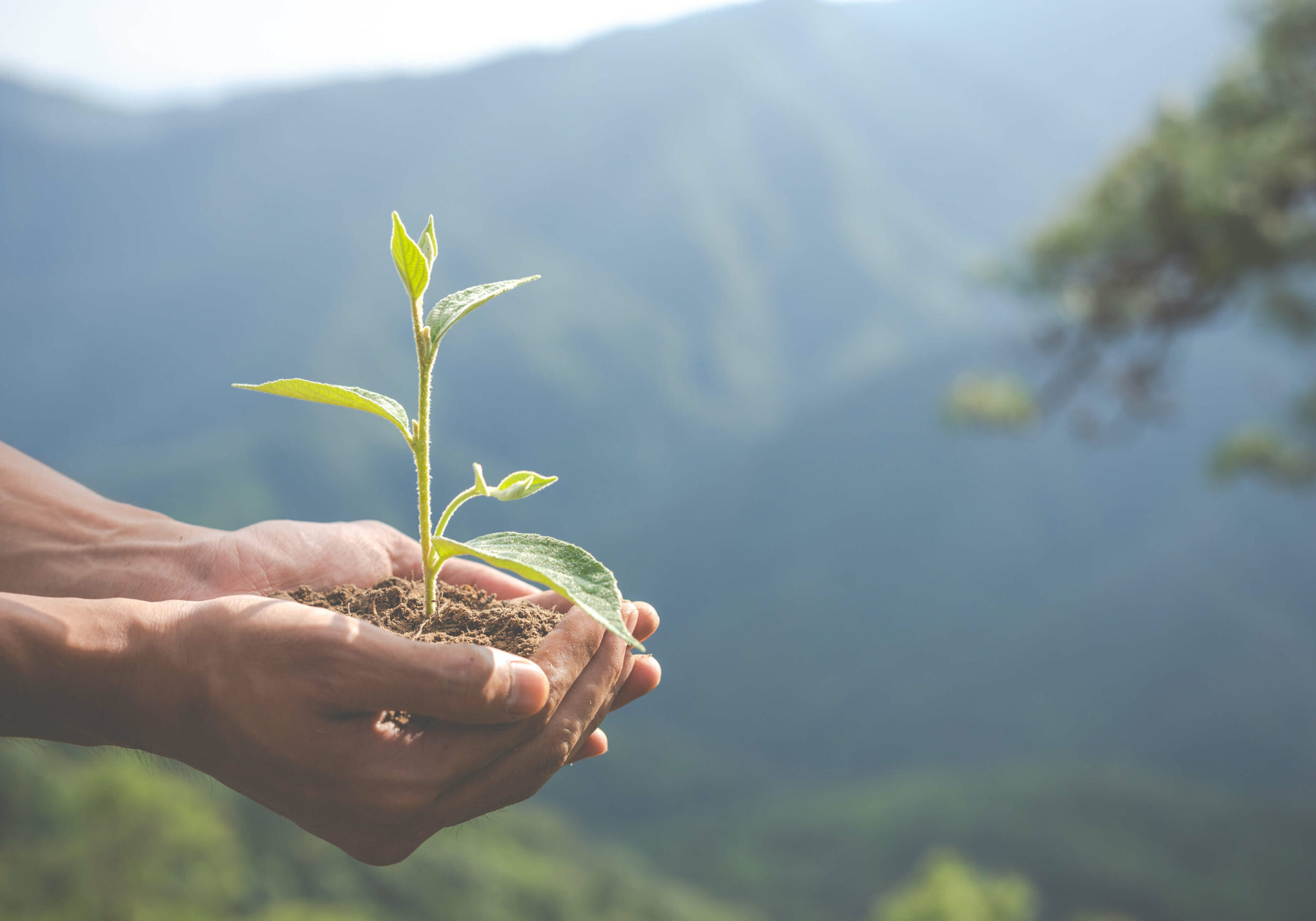 environmental-conservation-garden-children